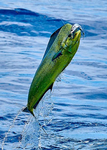 13,700+ Mahi Mahi Stock Photos, Pictures & Royalty.